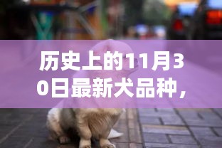 萌宠新星闪耀历史，我在11月30日的温馨萌宠日常与犬界新纪元