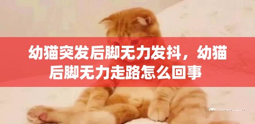 飞扬拨扈 第2页